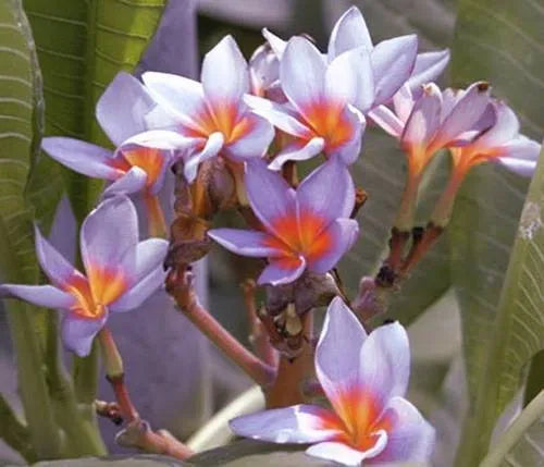 Plumeria Hybrid Cutting Rare "Dusk Bloom"