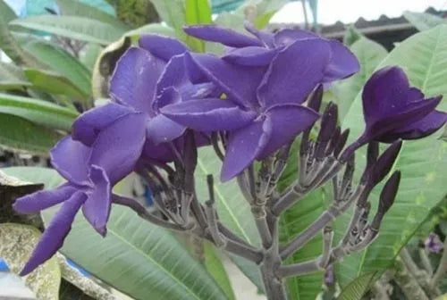 Plumeria Hybrid Cutting Rare "Eclipse"