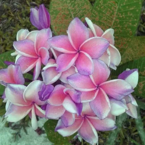 Plumeria Hybrid Cutting Rare "Flight of Fancy"