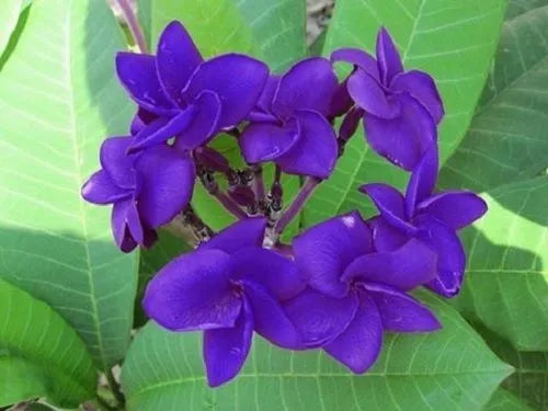 Plumeria Hybrid Cutting Rare "Full Violet"