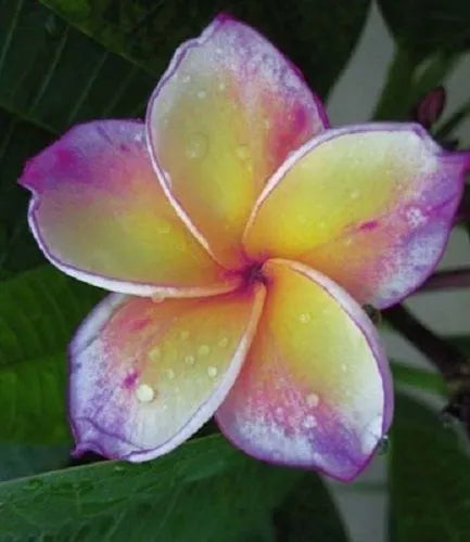 Pluumeria Hybrid Cutting Rare "Hawaiin Mystery"