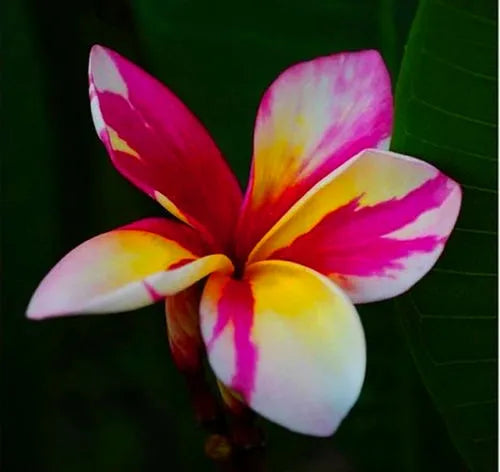 Plumeria Hybridd Cutting Rare "Picaso"