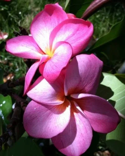 Plumeria Hybrid Cutting Rare "Pink Flare"