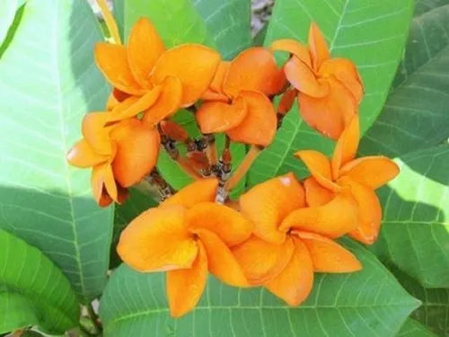 Plumeria Hybrid Cutting Rare "Tangerine"