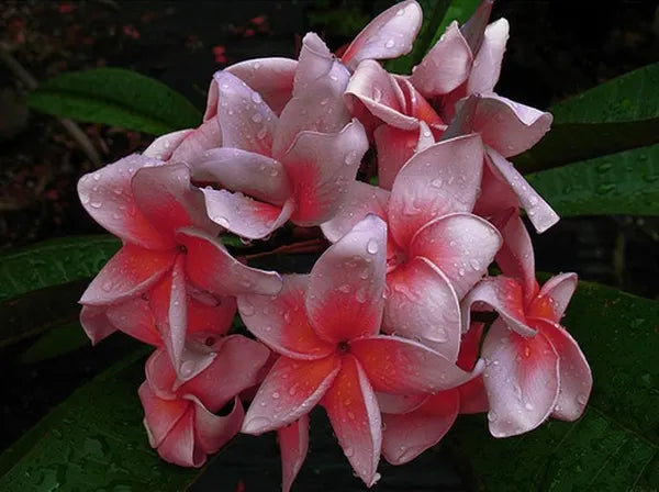 Plumeria Hybrid Cutting Rare "Twilight Pink"