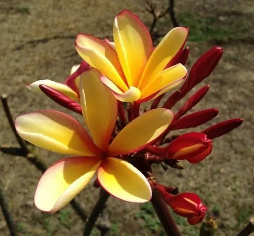 Plumeria Hybrid Cutting Rare "White Peach"
