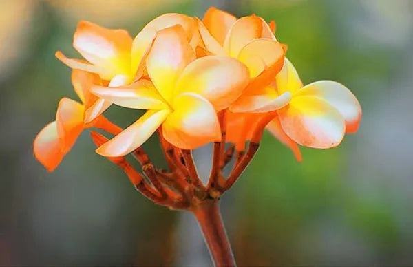 Plumeria Hybrid Cutting Rare "Yangse Orange"