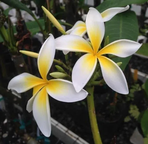 Plumeria Hybrid Cutting Rare "Yellow Asian Spider"