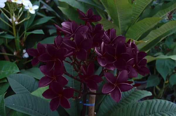 Plumeria Hybrid Cutting Rare "Dark Moon"