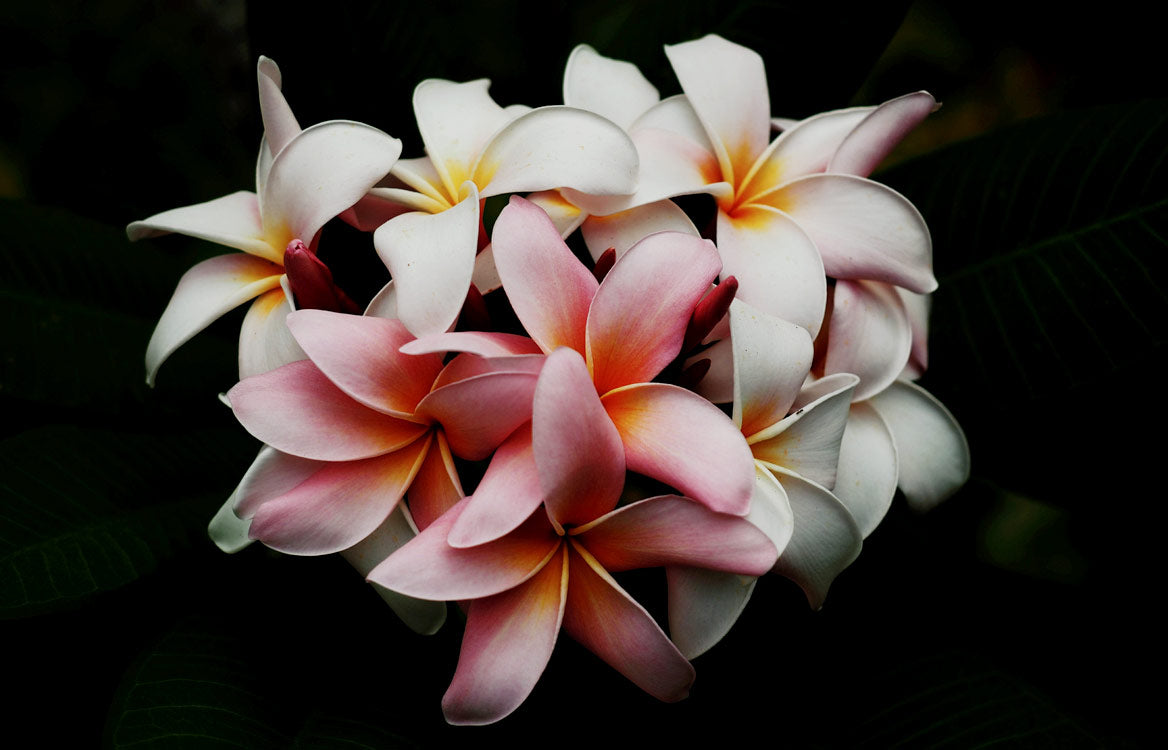 Plumeria Hybrid Cutting Rare "Chameleon"