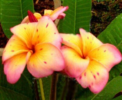 Plumeria Hybrid Cutting Rare "Florida Peach"